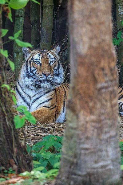 A Malayan tiger maintains a restful vigil